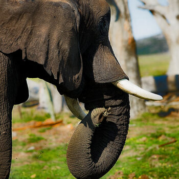 Głowa słonia na safari w Botswanie