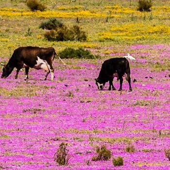 Krowy na fioletowej łące