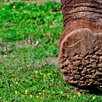 Noga słonia na safari w Botswanie