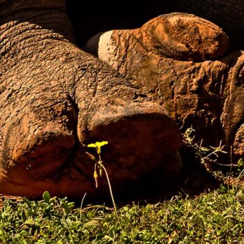 Nogi słonia na sawannie w RPA