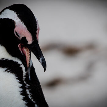 Pingwin przylądkowy z bliska