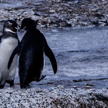 Pingwiny przylądkowe