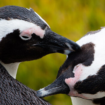 Pingwiny przylądkowe z bliska