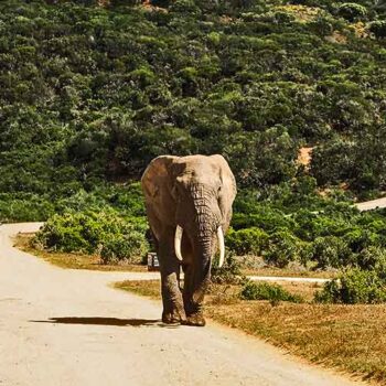 Słoń na drodze
