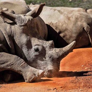 Trzy leżące nosorożce