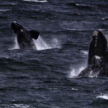 Wieloryby w oceanie