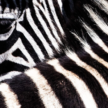 Zebra w paski na safari w Botswanie