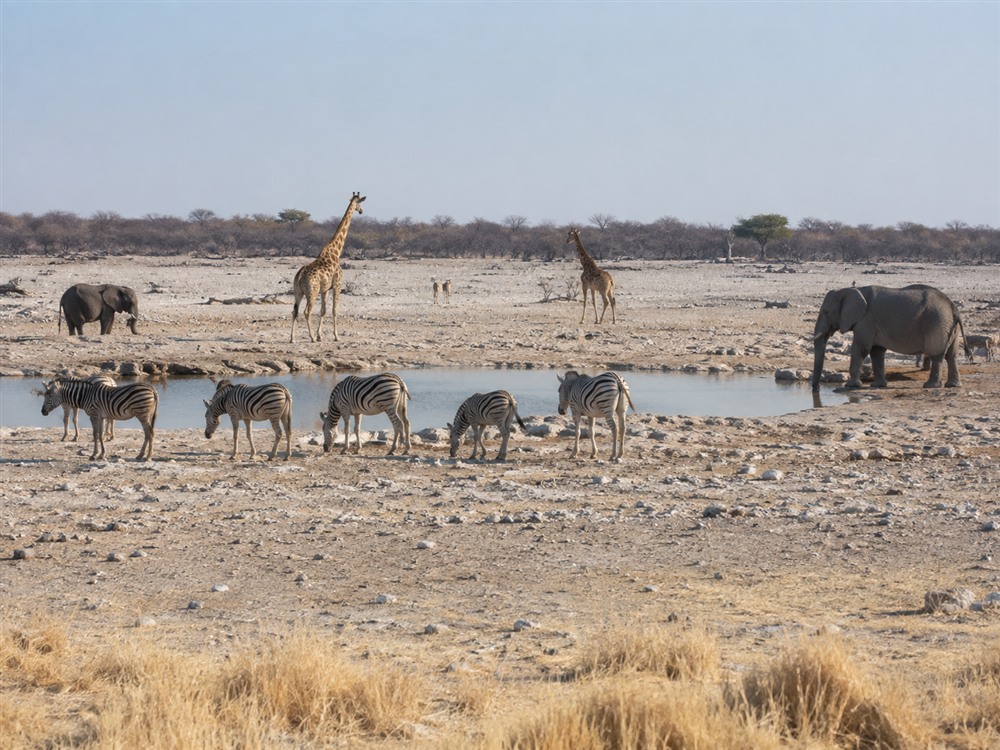 Etosza safari w Namibii