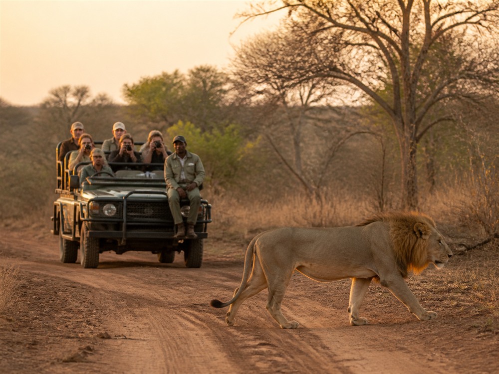Park Krugera safari